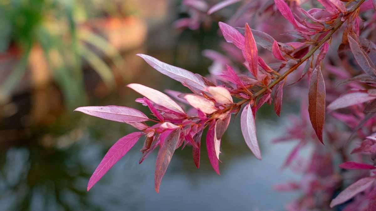Taille saule crevette : le secret d'un feuillage rose