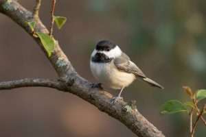 Petit oiseau noir et blanc : qui est cet habitant de votre jardin ?