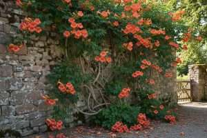 Trompette de Jéricho : bignone ou rose de Jéricho ?