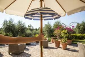 Pin parasol : quels inconvénients avant de planter ?